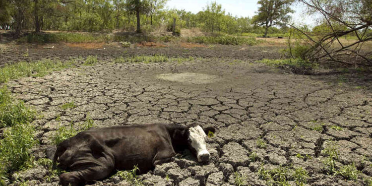 Le llegó el turno a los criadores: El “cepo cárnico” comenzó a reducir los ingresos de los empresarios encargados de garantizar la oferta disponible de hacienda