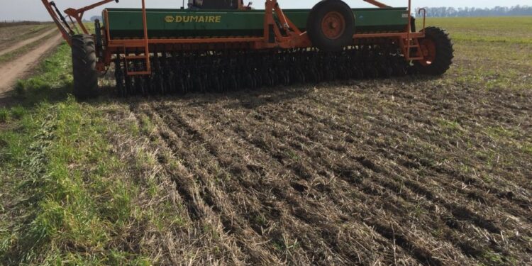 Sembrá tranquilo: El trigo argentino ya tiene un derecho de exportación efectivo superior al 20%