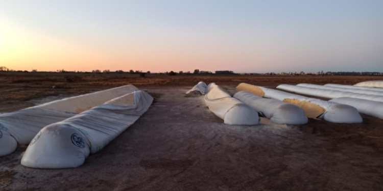 La soja argentina sigue muy “pesada” y no puede aprovechar los saltos de precios generados por el “mercado climático” estadounidense