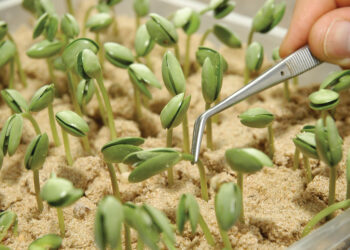 La pucha que llegaron lejos: Don Mario (ahora GDM) se unió a la estadounidense Cibus para mejorar su soja con edición génica