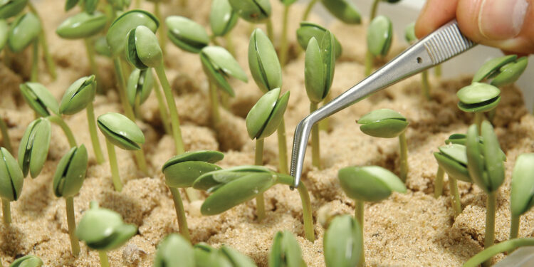 La pucha que llegaron lejos: Don Mario (ahora GDM) se unió a la estadounidense Cibus para mejorar su soja con edición génica