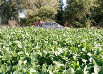 El USDA alerta que la competitividad del cultivo de soja en la Argentina va camino a experimentar un importante deterioro