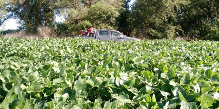 El USDA alerta que la competitividad del cultivo de soja en la Argentina va camino a experimentar un importante deterioro