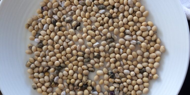 La “retención cambiaria” ya se encuentra en el 42%: ¿A cuánto cotizaría la soja si no existiese?