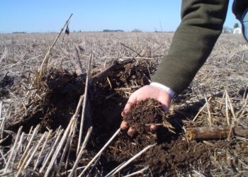 ¿Por qué se festeja hoy el Día Nacional de la Conservación del Suelo?