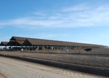 Importante mejora de los precios de la leche recibidos por los tamberos con la recuperación de la rentabilidad de la industria láctea