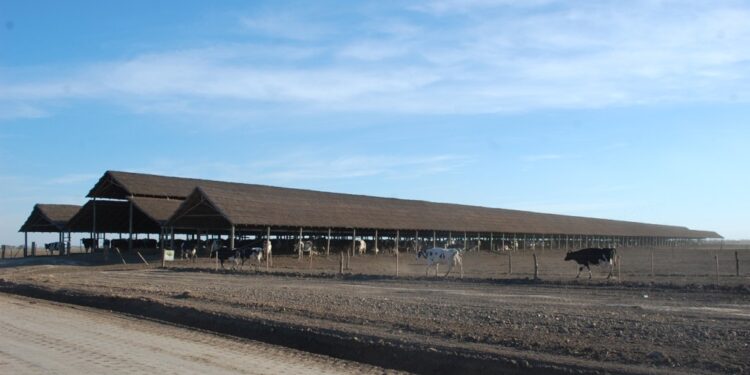 Importante mejora de los precios de la leche recibidos por los tamberos con la recuperación de la rentabilidad de la industria láctea