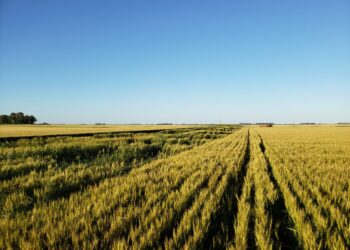 Las heladas intensas también afectaron al trigo en el norte argentino