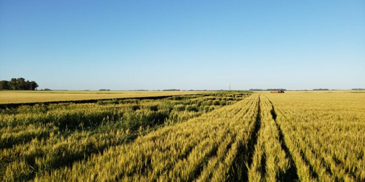 Las heladas intensas también afectaron al trigo en el norte argentino