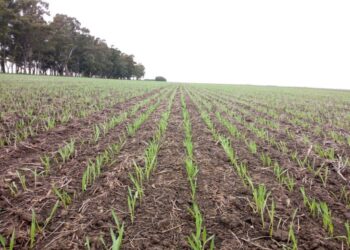 Argentina va camino a lograr la mayor cosecha de trigo de la historia si no aparece ningún inconveniente climático