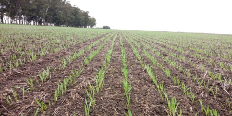 Argentina va camino a lograr la mayor cosecha de trigo de la historia si no aparece ningún inconveniente climático