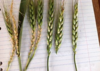 Factor alcista: Una helada asesina afectó a buena parte de la producción brasileña de trigo