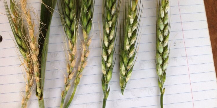 Factor alcista: Una helada asesina afectó a buena parte de la producción brasileña de trigo