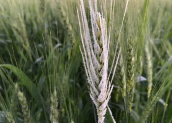 Alerta trigo: Se viene otra helada intensa en la principal región cerealera de Brasil