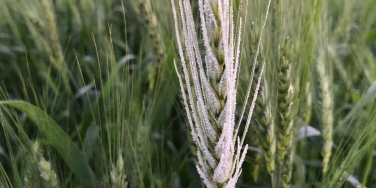 Alerta trigo: Se viene otra helada intensa en la principal región cerealera de Brasil