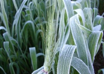 Alerta trigo: una helada intensa en Brasil y Paraguay golpeó al cultivo en pleno período crítico