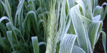 Alerta trigo: una helada intensa en Brasil y Paraguay golpeó al cultivo en pleno período crítico