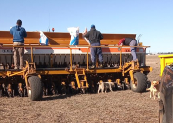 Avanza firme la siembra de trigo, pero sigue bastante retrasada la cosecha argentina de maíz