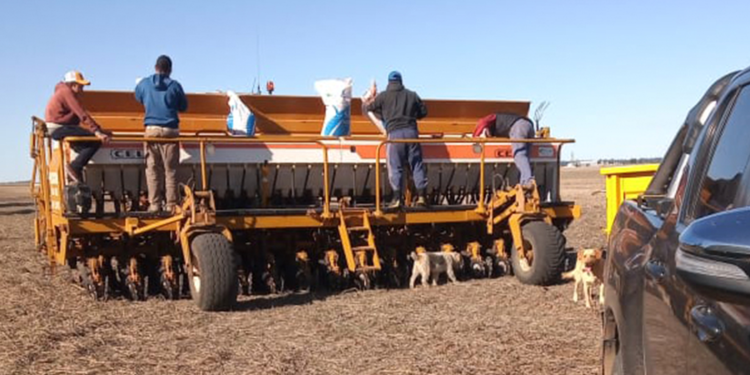 Avanza firme la siembra de trigo, pero sigue bastante retrasada la cosecha argentina de maíz