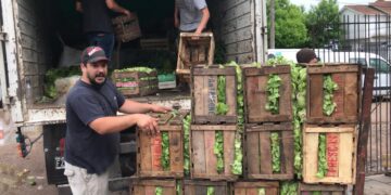 La comida no se tira: El INTA se unió al Banco de Alimentos de Balcarce para rescatar los descartes de la producción frutihortícola