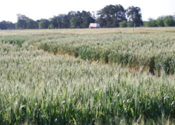 ¿En qué se relacionan el suero de leche y el trigo? En que el primero, usado como biofertilizante, puede mejorar el rendimiento del segundo