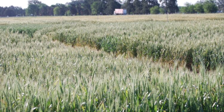 ¿En qué se relacionan el suero de leche y el trigo? En que el primero, usado como biofertilizante, puede mejorar el rendimiento del segundo