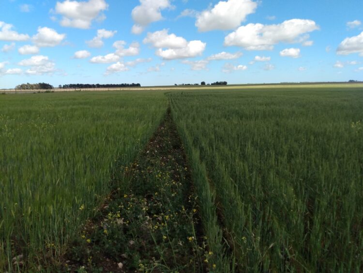 Julián Gariglio hizo un clic mental y convenció a sus padres de pasar a agroecología parte del campo familiar: “Tanto hablé del tema que por cansancio me dieron un lote”
