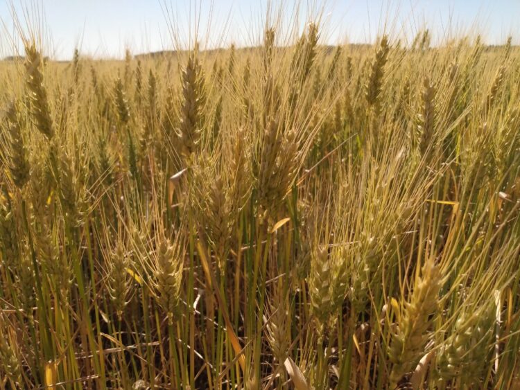 Julián Gariglio hizo un clic mental y convenció a sus padres de pasar a agroecología parte del campo familiar: “Tanto hablé del tema que por cansancio me dieron un lote”