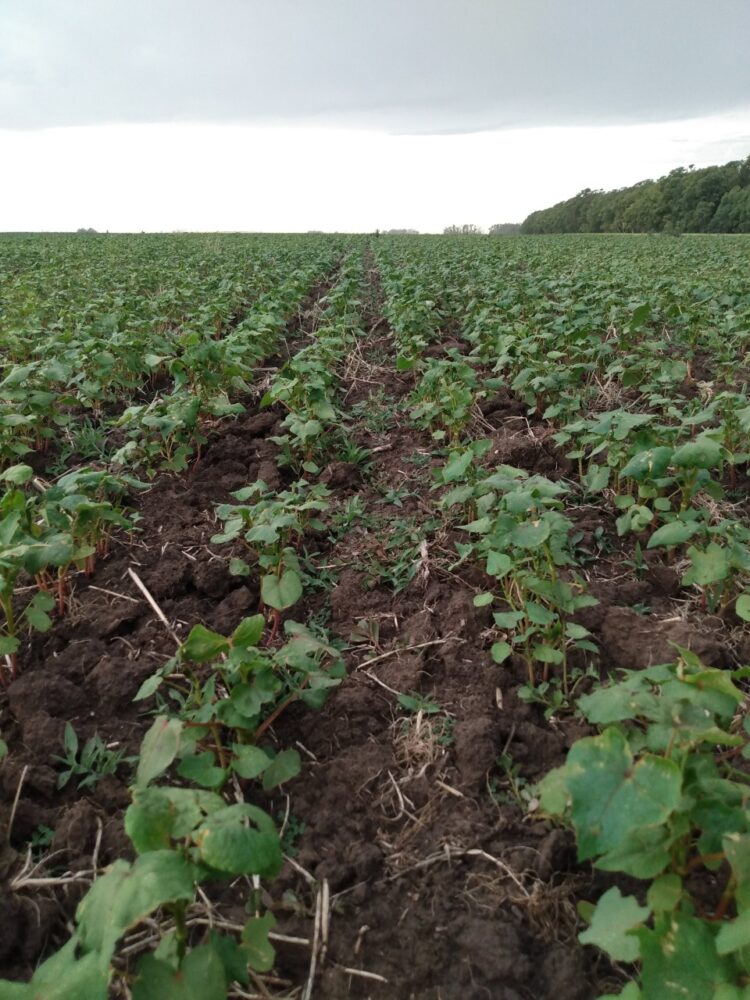 Julián Gariglio hizo un clic mental y convenció a sus padres de pasar a agroecología parte del campo familiar: “Tanto hablé del tema que por cansancio me dieron un lote”