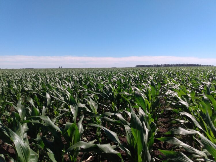 Julián Gariglio hizo un clic mental y convenció a sus padres de pasar a agroecología parte del campo familiar: “Tanto hablé del tema que por cansancio me dieron un lote”