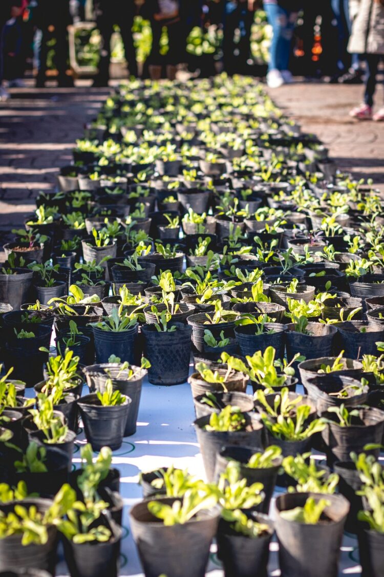 Marcharon al Obelisco para exigir el acceso a tierras fiscales ociosas con el propósito de crear “10.000 huertas”