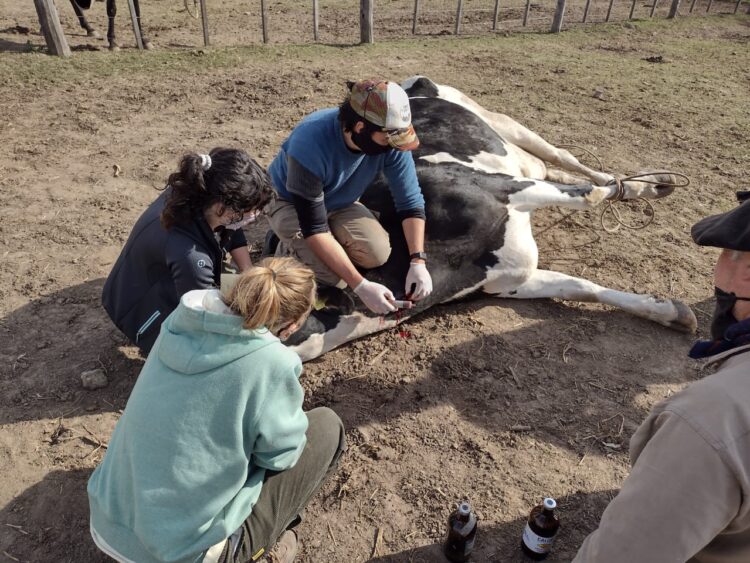 El veterinario influencer: Manuel Martínez adaptó su contenido educativo a las redes para llegar a mejor sus alumnos y ahora sus videos recorren todo el país