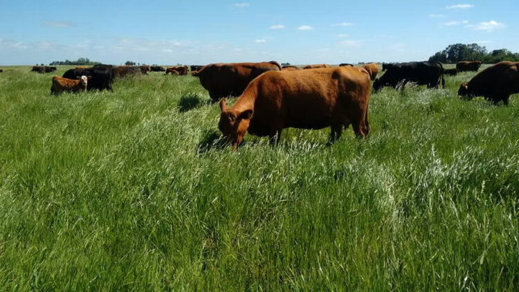 Para Walter Lorenz, en ganadería regenerativa las claves son el descanso del potrero y los pulsos breves de pastoreo. Y la mayor traba, la resistencia a cambiar
