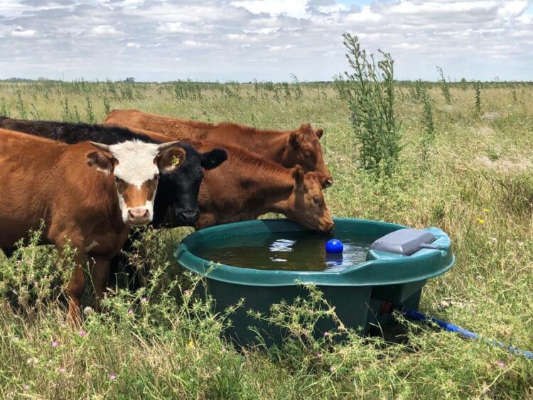 Para Walter Lorenz, en ganadería regenerativa las claves son el descanso del potrero y los pulsos breves de pastoreo. Y la mayor traba, la resistencia a cambiar