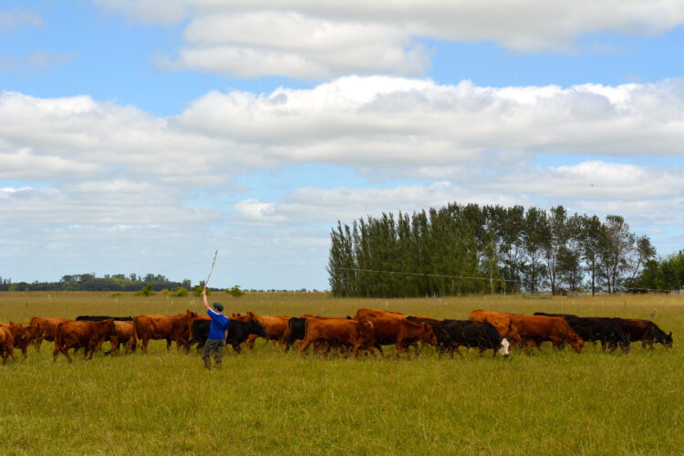 Para Walter Lorenz, en ganadería regenerativa las claves son el descanso del potrero y los pulsos breves de pastoreo. Y la mayor traba, la resistencia a cambiar