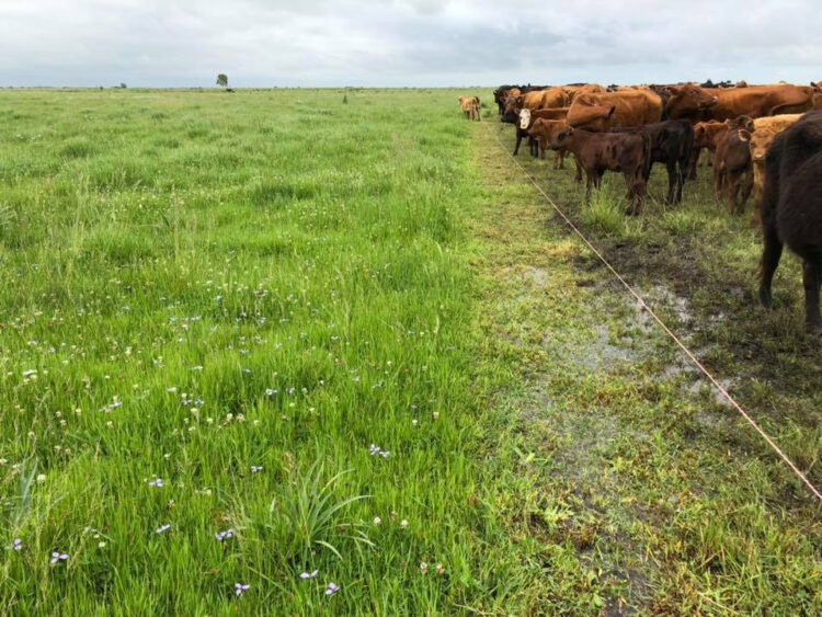 Para Walter Lorenz, en ganadería regenerativa las claves son el descanso del potrero y los pulsos breves de pastoreo. Y la mayor traba, la resistencia a cambiar
