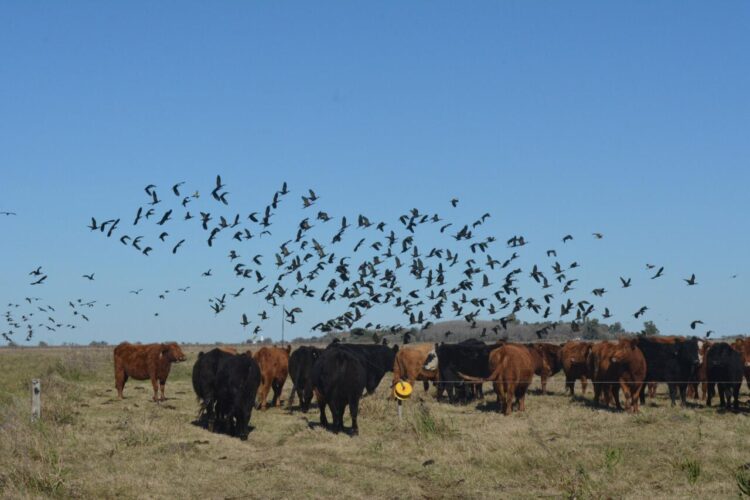 Para Walter Lorenz, en ganadería regenerativa las claves son el descanso del potrero y los pulsos breves de pastoreo. Y la mayor traba, la resistencia a cambiar