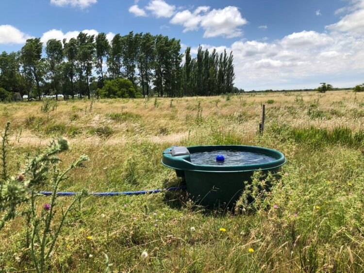 Para Walter Lorenz, en ganadería regenerativa las claves son el descanso del potrero y los pulsos breves de pastoreo. Y la mayor traba, la resistencia a cambiar