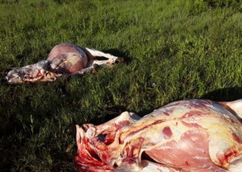 En el Chaco los productores calculan que pierden 1.000 vacunos por mes a causa del abigeato: “Hay bandas organizadas”, denunció Daniel Fontana