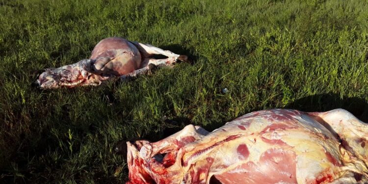 En el Chaco los productores calculan que pierden 1.000 vacunos por mes a causa del abigeato: “Hay bandas organizadas”, denunció Daniel Fontana