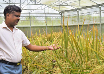 Veinte años después, Filipinas autorizó la siembra del famoso arroz dorado y así Asia abrió sus puertas a ese famoso transgénico