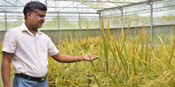 Veinte años después, Filipinas autorizó la siembra del famoso arroz dorado y así Asia abrió sus puertas a ese famoso transgénico