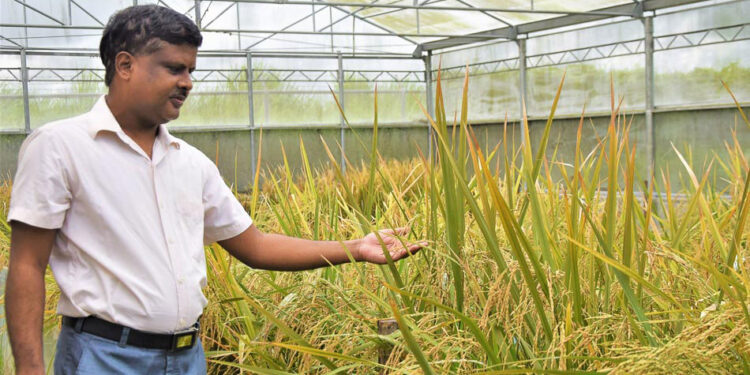 Veinte años después, Filipinas autorizó la siembra del famoso arroz dorado y así Asia abrió sus puertas a ese famoso transgénico