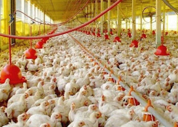 Los créditos que acordó la industria avícola con el gobierno serán utilizados para modernizar los galpones, el punto más débil de la cadena