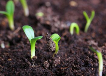 Bioinsumos: Proponen crear un registro de empresas elaboradoras en el marco de un programa de promoción