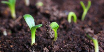 Bioinsumos: Proponen crear un registro de empresas elaboradoras en el marco de un programa de promoción
