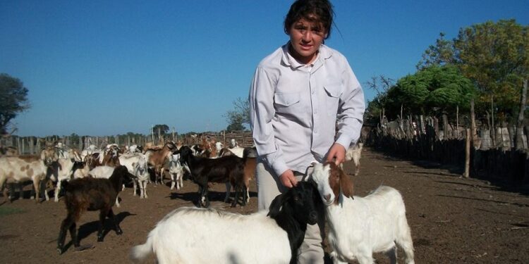 Llegan a 64 mil los productores pequeños del RENAF que a la vez han gestionado su inscripción en el registro sanitario del Senasa