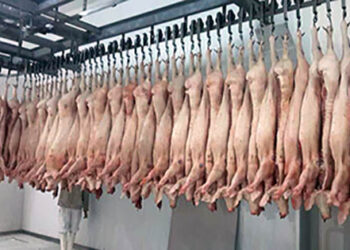 El asociativismo funciona: En solo cuatro años el consorcio Argenpork multiplicó por cinco su faena de cerdos para exportación