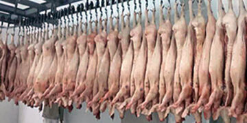 El asociativismo funciona: En solo cuatro años el consorcio Argenpork multiplicó por cinco su faena de cerdos para exportación