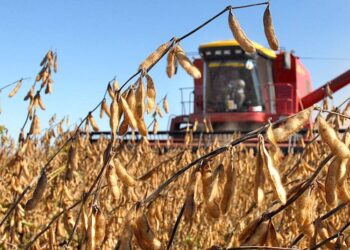 Estimulados: En la última década los rindes promedio del maíz crecieron el doble que los de la castigada soja